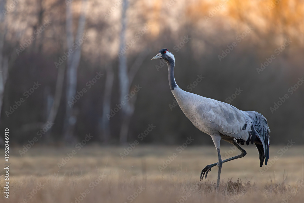 Fototapeta premium Żuraw (Grus grus)