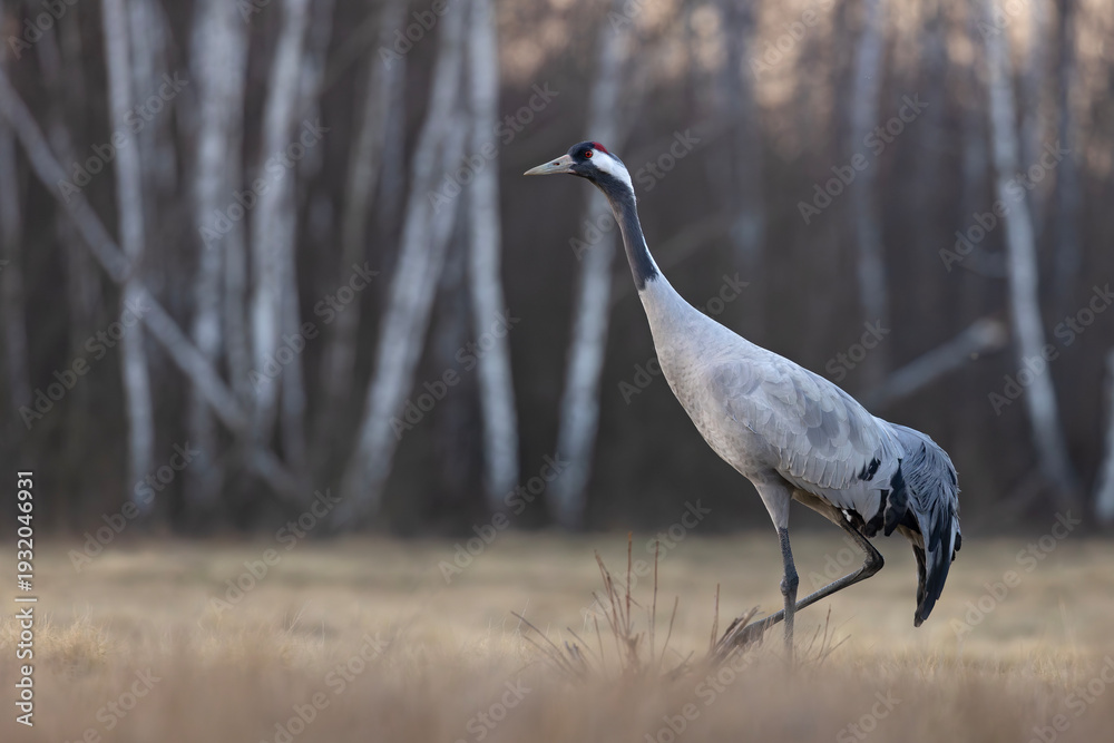 Fototapeta premium Żuraw (Grus grus)