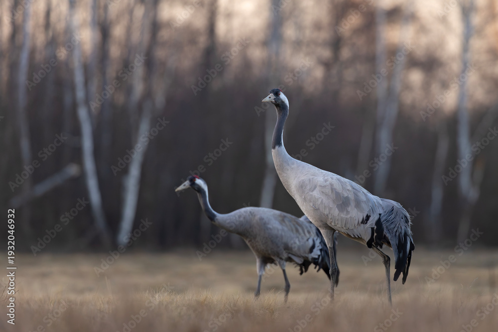 Fototapeta premium Żuraw (Grus grus)