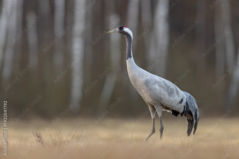 Obraz premium Żuraw (Grus grus)