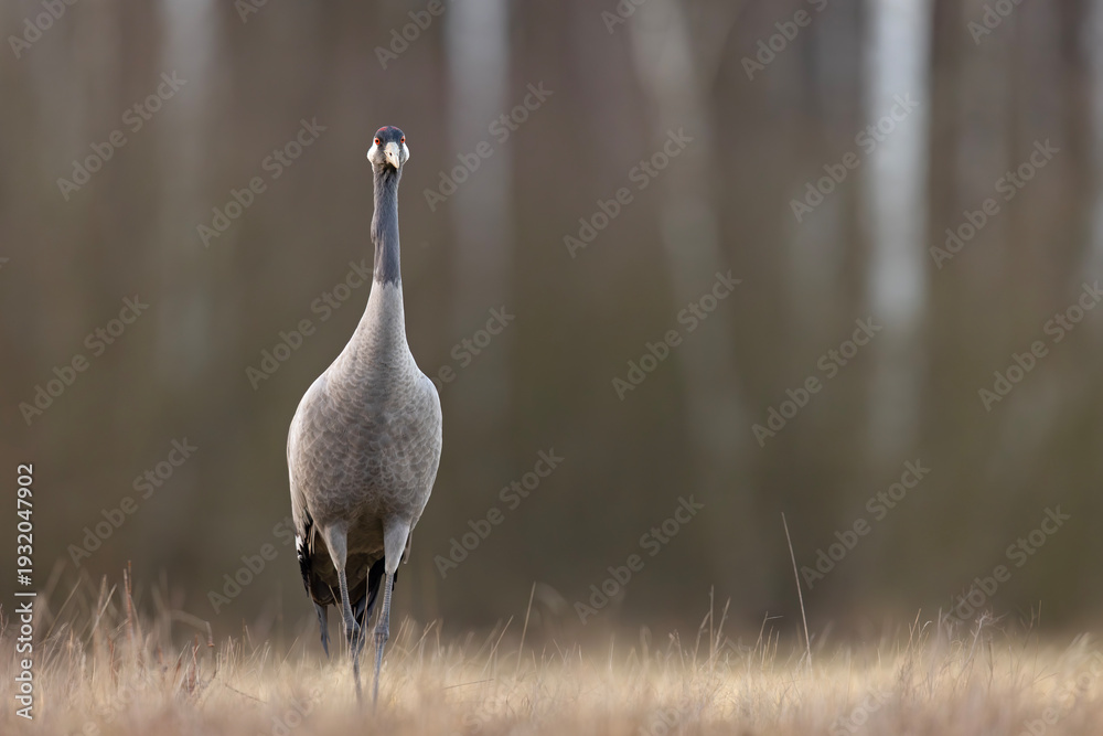 Fototapeta premium Żuraw (Grus grus)
