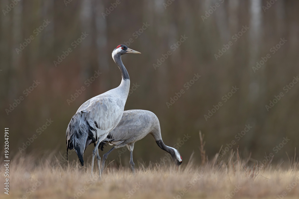 Fototapeta premium Żuraw (Grus grus)
