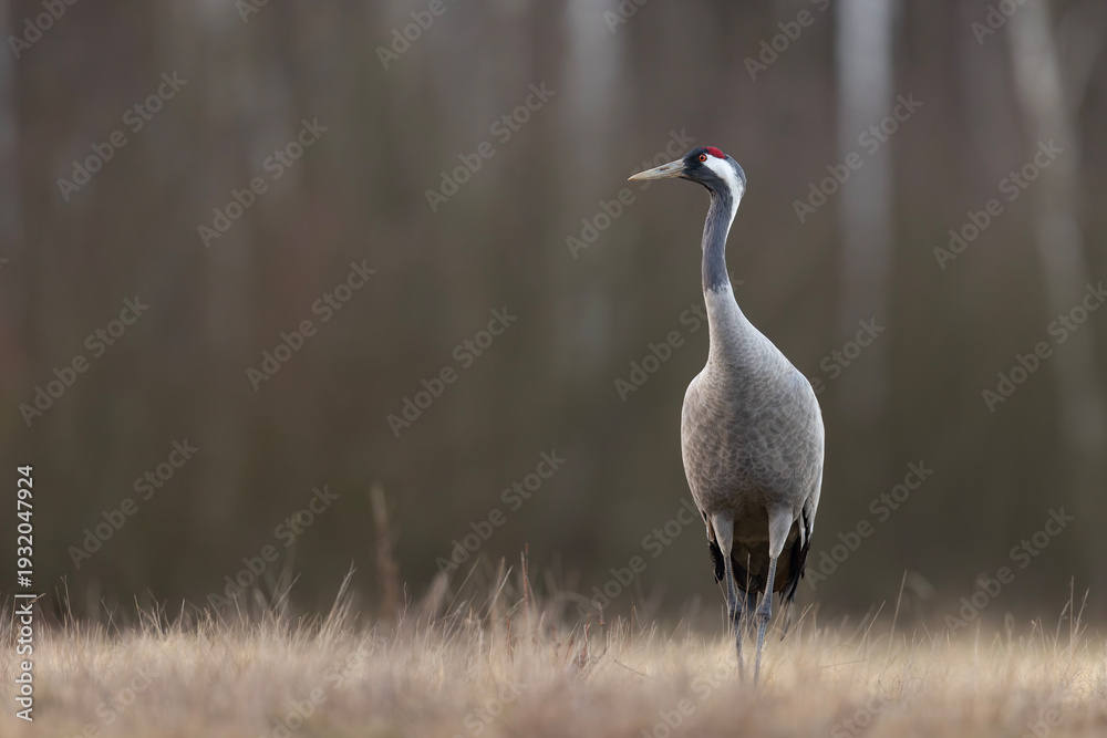Fototapeta premium Żuraw (Grus grus)