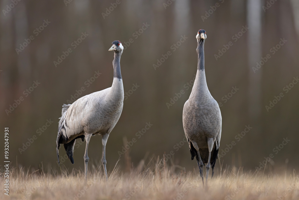 Fototapeta premium Żuraw (Grus grus)