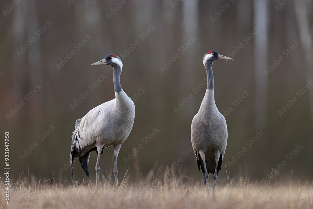 Fototapeta premium Żuraw (Grus grus)