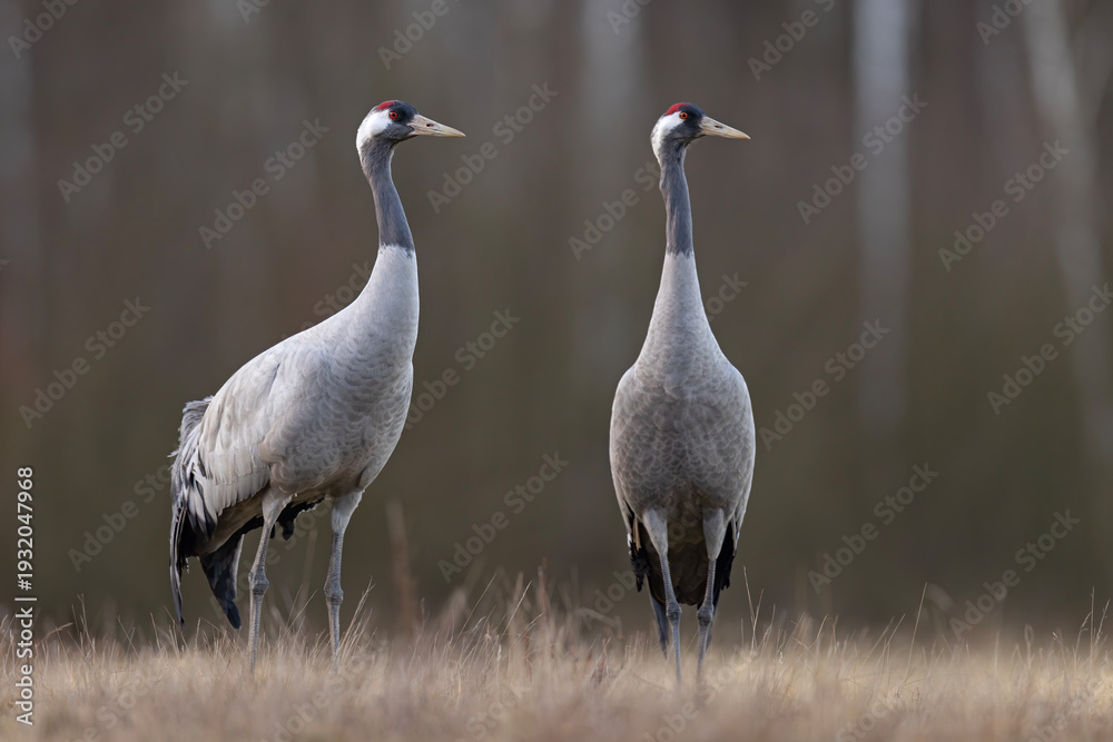 Fototapeta premium Żuraw (Grus grus)
