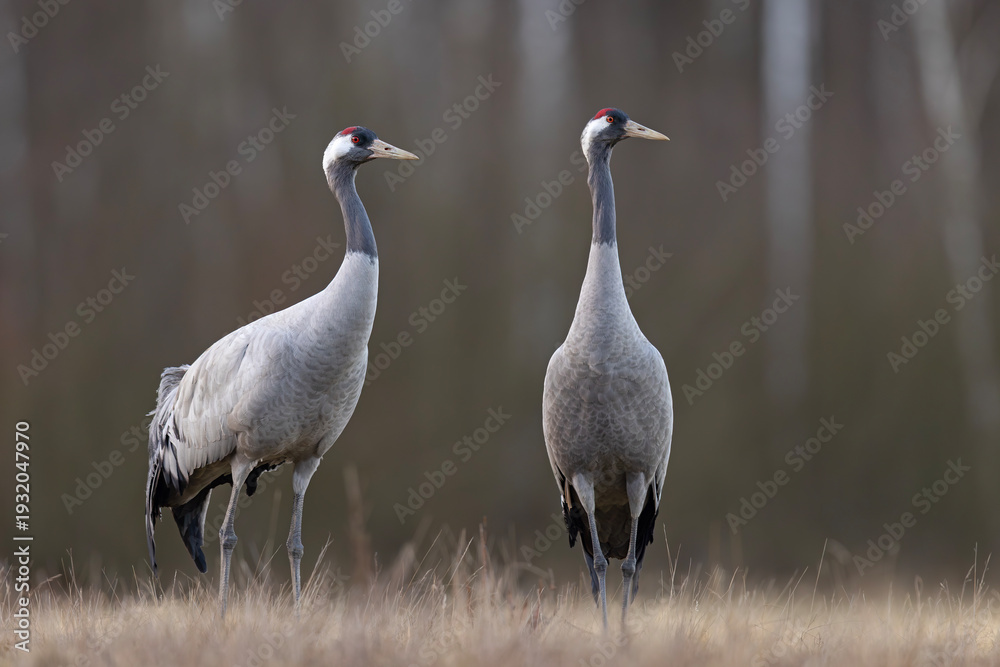 Fototapeta premium Żuraw (Grus grus)