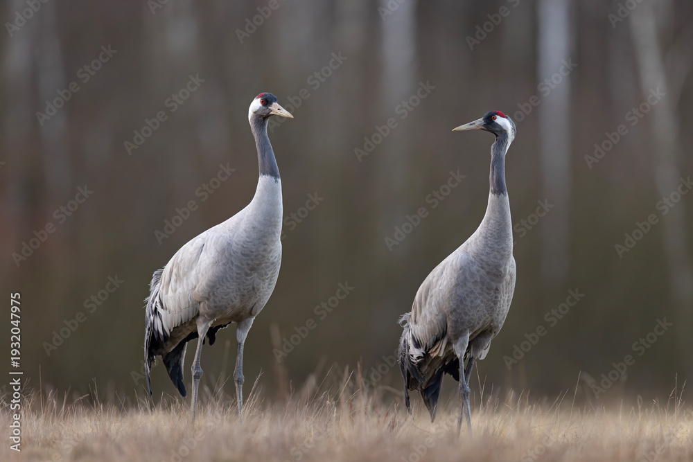 Fototapeta premium Żuraw (Grus grus)