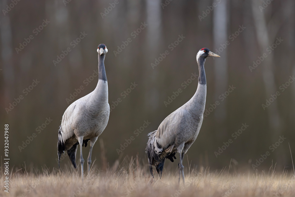Fototapeta premium Żuraw (Grus grus)