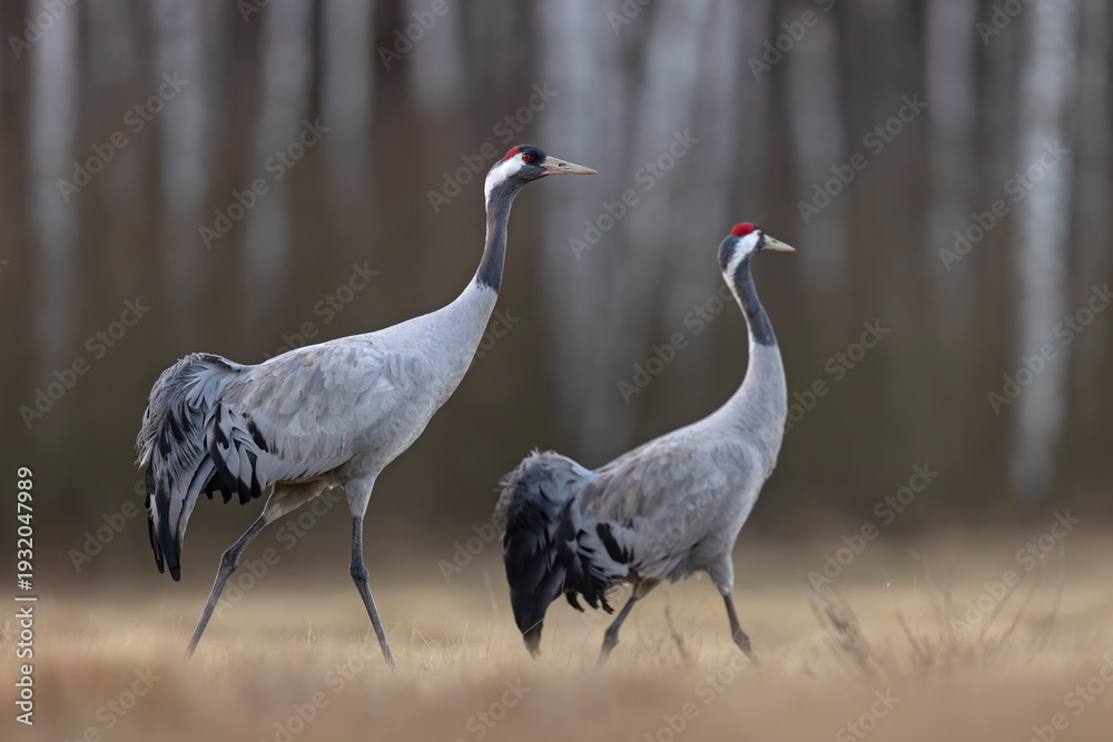 Fototapeta premium Żuraw (Grus grus)