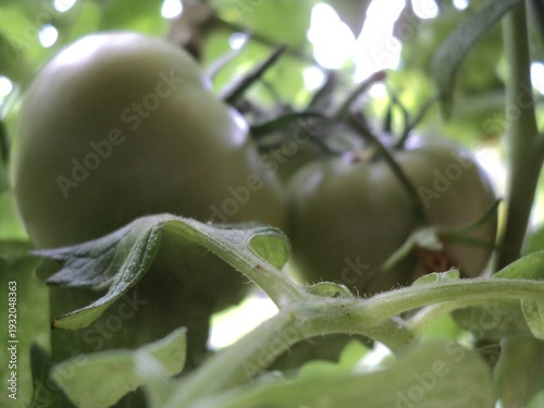 tomatoes and leaves