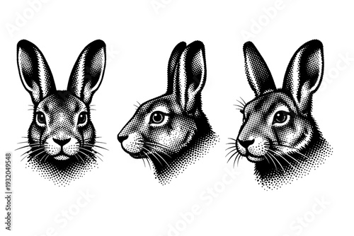 European hare head structure, a single European hare head shown in three views including front view, side profile, and three-quarter angle with detailed facial