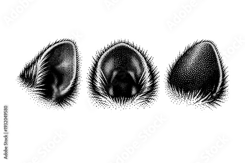 European hedgehog ear A single European hedgehog ear with thin structure and subtle fur edges, shown in three orientations to emphasize form and proportion.