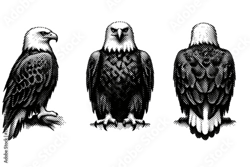 Bald eagle full body perched posture displayed in side view, front view, and rear view emphasizing broad chest and powerful stance. Black and white dot style