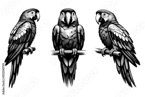 Scarlet macaw perched posture, one scarlet macaw represented in three views including perched side view, frontal perched view, and three-quarter angle with