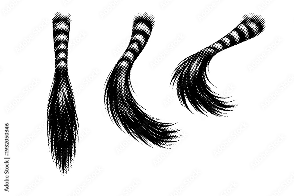 Fototapeta premium Plains zebra tail A realistic plains zebra tail illustrated as one object in three different positions to convey length, tuft mass, and movement. Black and