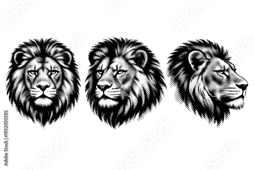 African lion head. A realistic African lion head shown as the same object presented in three different angles emphasizing skull mass, mane volume, muzzle