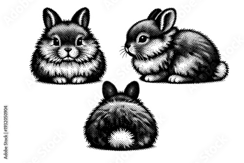 Cute Bunny ? fluffy fur. A fluffy cute bunny with dense fur and rounded contours, portrayed as the same bunny presented in three distinct views. Black and