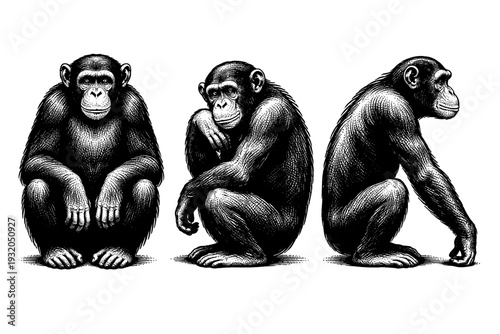 Chimpanzee ? chimpanzee shown seated resting pose, crouched posture, and side profile focusing on spine curve and arm length. Black and white dot style with