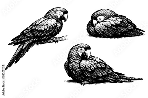 Scarlet macaw resting pose, one scarlet macaw illustrated in three views including resting side view, tucked resting view, and relaxed three-quarter angle with