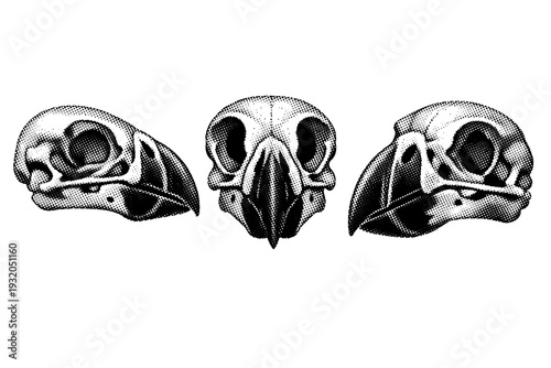 Atlantic puffin skull A detailed Atlantic puffin skull with compact avian bone structure and enlarged beak bones, displayed in three views including side,