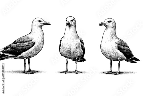 Herring Gull full body adult herring gull with folded wings and standing posture shown as an isolated object. Black and white dot style with halftone texture