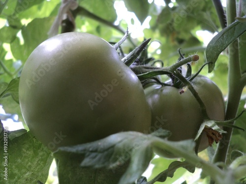 tomato 