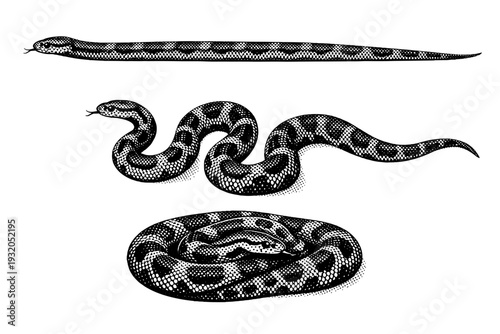 Corn snake full body. A realistic corn snake with elongated cylindrical body and smooth scales is shown as a single object presented in three different views