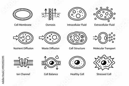 Water and Cells. Line icon set of Water and Cells: cell membrane, osmosis arrows, intracellular fluid, extracellular fluid, nutrient diffusion, waste
