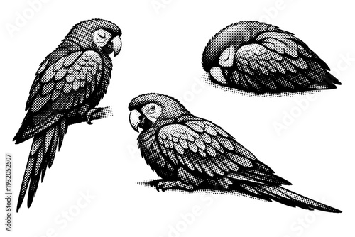 Scarlet macaw resting pose, one scarlet macaw illustrated in three views including resting side view, tucked resting view, and relaxed three-quarter angle with