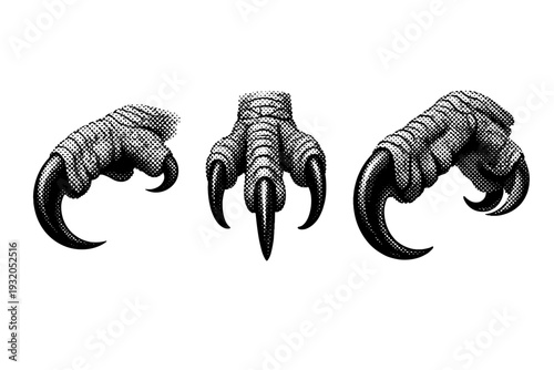 Scarlet macaw talon anatomy, a single scarlet macaw talon presented in three views including side view, front view, and angled perspective with accurate claw