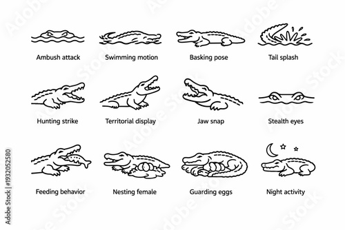 Crocodile Behavior. Line icon set of Crocodile Behavior: ambush attack, swimming motion, basking pose, tail splash, hunting strike, territorial display, jaw