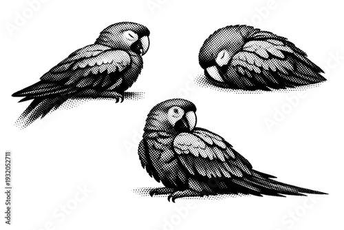 Scarlet macaw resting pose, one scarlet macaw illustrated in three views including resting side view, tucked resting view, and relaxed three-quarter angle with