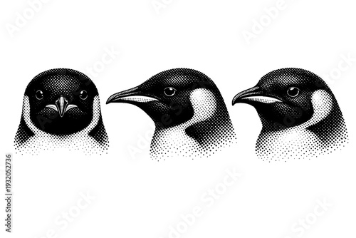 Emperor penguin head study A realistic emperor penguin head shown in three views: front view, side profile, and three-quarter view, focusing on beak shape, eye