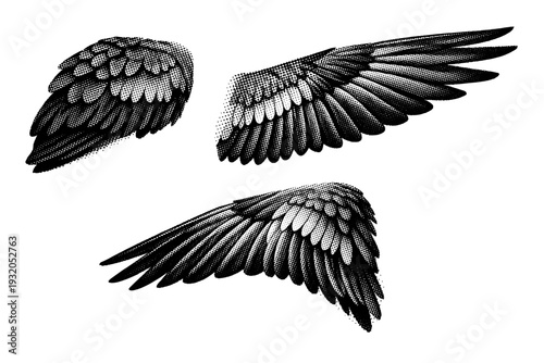 Scarlet macaw wing anatomy, one scarlet macaw wing shown in three views including folded wing view, extended wing view, and angled perspective with realistic