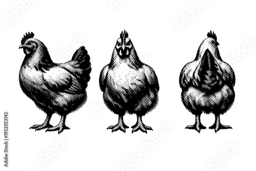 Domestic Chicken full body adult domestic chicken with standing posture and folded wings shown as an isolated object. Black and white dot style with halftone