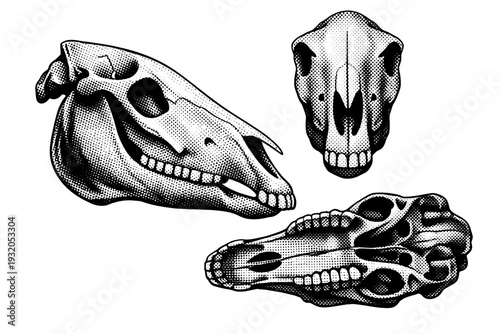 Arabian horse skull. A realistic Arabian horse skull shown as the same object in three different views focusing on bone proportions, nasal cavity,