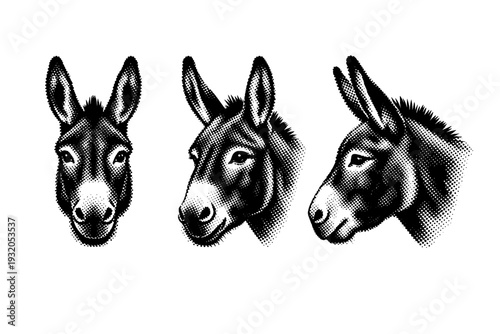 Donkey ? donkey head presented in frontal view, three-quarter angle, and side profile emphasizing long ears and expressive facial structure. Black and white