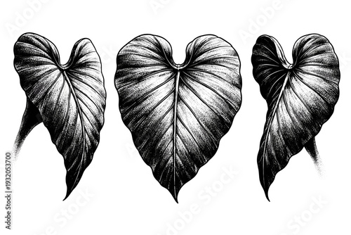 African elephant ear. A large African elephant ear shown as the same object in three different orientations emphasizing thinness, veins, and broad silhouette