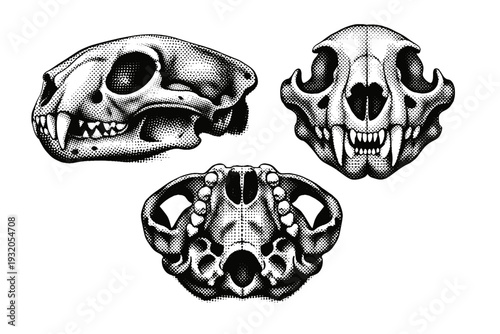 African leopard skull A realistic African leopard skull displayed as a single object from three anatomical viewpoints with accurate proportions and bone