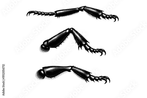 Black garden ant leg, detailed ant leg with joints and clawed foot shown extended, bent, and side profile views with realistic proportions. Black and white dot