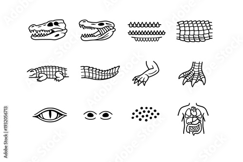 Crocodile Anatomy. Line icon set of Crocodile Anatomy: skull structure, jaw muscles, teeth rows, armored scales, body segments, tail fin, limb structure,