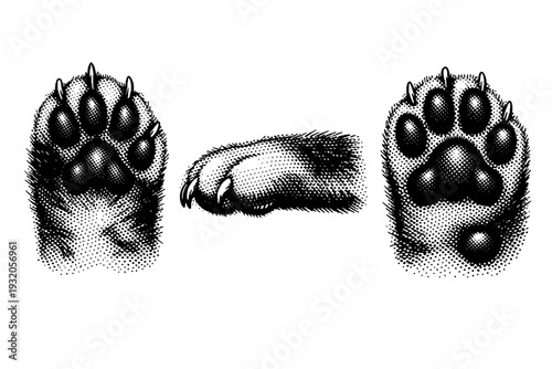 Domestic cat paw A realistic domestic cat paw shown in three views: top view, side profile, and underside view, focusing on pad structure, toe separation, and
