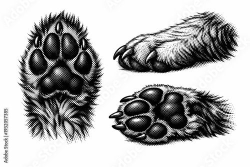 Gray wolf paw A realistic gray wolf paw with defined pads, claws, and fur transitions, presented in three positions to show structure and mass. Black and white