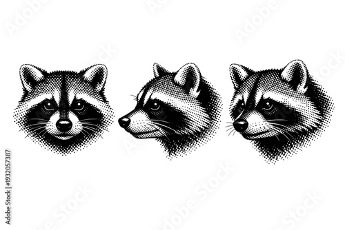Raccoon head structure, a single raccoon head depicted in three views including front view, side profile, and three-quarter angle with distinctive facial mask