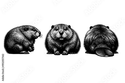 North American beaver torso A realistic North American beaver torso with rounded body mass, dense fur volume, and muscular structure, shown in three views
