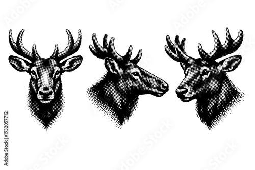 Elk head with elongated muzzle and large ears shown in front view, side profile, and three-quarter angle with realistic cervid proportions. Black and white dot