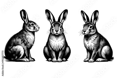 European hare sitting posture, one European hare represented in three views including seated side view, frontal sitting view, and three-quarter angle with