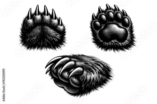 Brown bear paw with thick pads and long claws shown from top view, underside view, and angled perspective highlighting strength and scale. Black and white dot