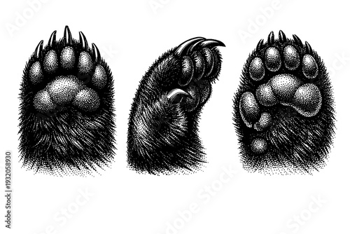 Giant panda paw anatomy, one giant panda paw shown in three views including top view, side view, and underside view with detailed pads and claw structure.